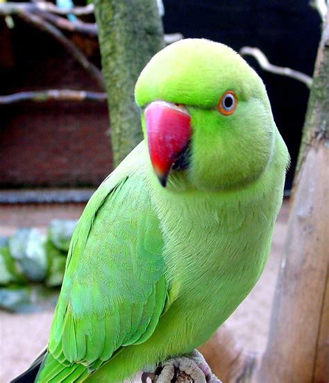 green parrot images|More.